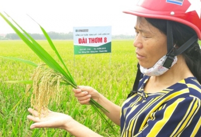 Đài thơm 8, VNR20 &lsquo;gây sốt&lsquo; ở xứ Thanh