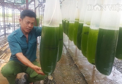 Chuyện lạ Thái Bình: Nuôi thứ nước xanh lè mà &lsquo;rót&lsquo; ra hàng tỷ đồng