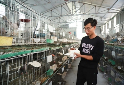 Thanh niên nuôi chim bồ câu Pháp, mỗi tháng 