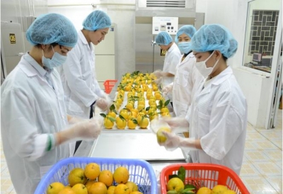Một số công nghệ bảo quản quả có múi