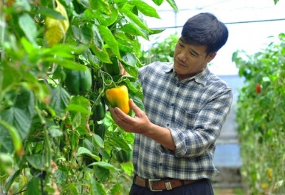 Khởi nghiệp nông nghiệp: Liều lĩnh để &lsquo;hái quả ngọt&lsquo;