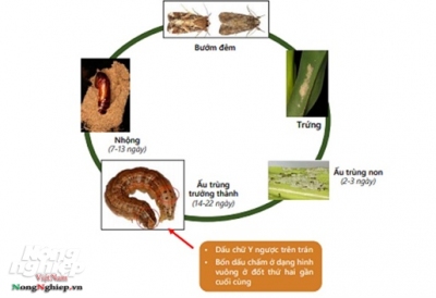Quy trình kỹ thuật phòng, chống sâu keo mùa thu (Spodoptera frugiperda)