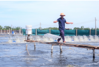 Huyện ven biển &lsquo;xứ dừa&lsquo; quyết đột phá nuôi tôm biển công nghệ cao