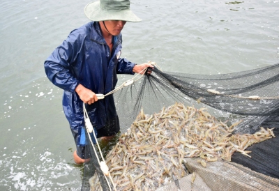 Ngành tôm và mục tiêu 4,3 tỷ USD