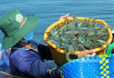 Cà Mau: Nông dân thu lãi tiền tỷ từ mô hình tôm tuần hoàn không xả thải