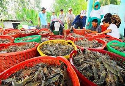 XUẤT KHẨU THỦY SẢN VIỆT NAM TĂNG 13% TRONG THÁNG 1 NĂM 2026