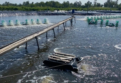 Tôm Nổi Đầu Vào Sáng Sớm – Dấu Hiệu Cảnh Báo Ao Nuôi Đang Thiếu Oxy