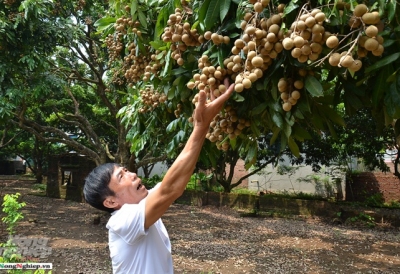 Nhãn Hà Nội từ &lsquo;hoang dã&lsquo; vươn ra thế giới