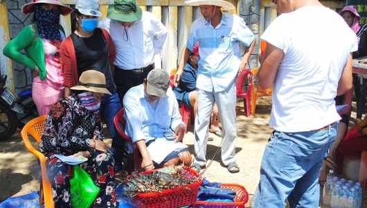 Cuối vụ, tôm hùm thương phẩm ở Bình Định tăng giá mạnh
