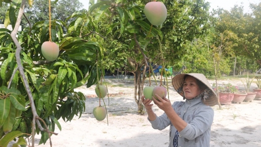 Tháo gỡ khó khăn xuất khẩu xoài Úc sang Trung Quốc