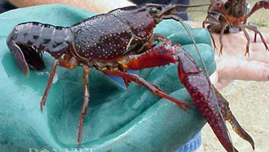 Tôm hùm đất do người Trung Quốc nuôi làm dân lo lắng