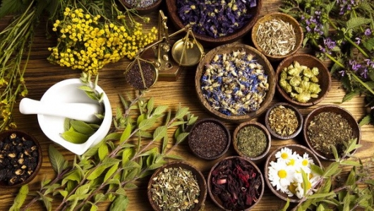 Một số thảo dược mới trong nuôi tôm