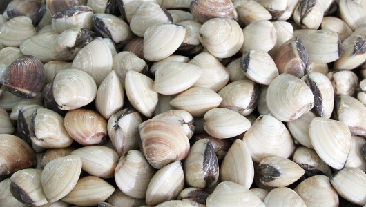 Giải pháp giảm thiệt hại trong nuôi ngao