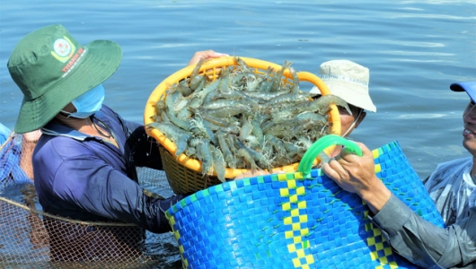 Cà Mau: Giá tôm tăng trở lại