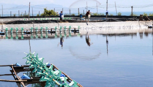 Bộ NN-PTNT: Xây dựng vùng nuôi trồng thủy sản 990.000 ha tại ĐBSCL