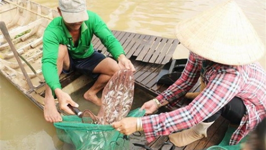 Lũ mãi không về miền Tây: Khan hiếm cá đồng, cá linh non giá đắt đỏ